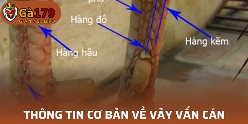 Giới thiệu đôi nét về loại vảy
