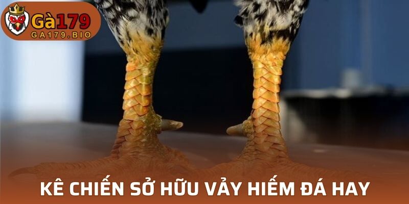 Kê chiến sở hữu vảy hiếm đá hay, chiến đấu mạnh mẽ