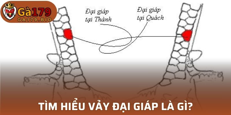 Khái niệm vảy đại giáp