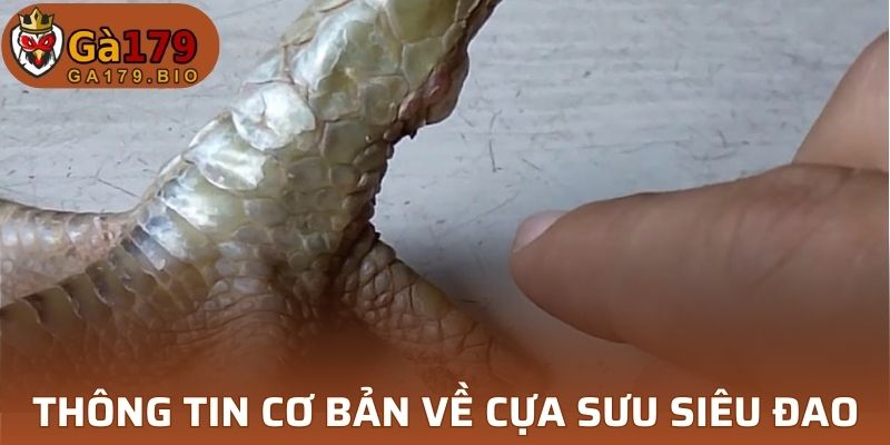 Khái quát nội dung về cựa