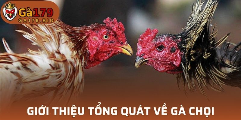 Khám phá thú vị về gà chọi