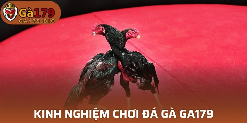 Kinh nghiệm chơi đá gà GA179 không thể quên