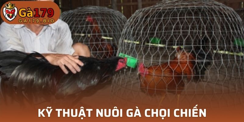Kỹ thuật nuôi gà chọi chiến