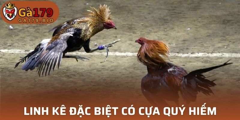 Linh kê đặc biệt thường có cựa quý hiếm