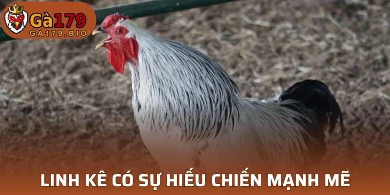 Linh kê hiếu chiến