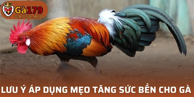 Lưu ý áp dụng mẹo tăng sức bền cho gà chọi