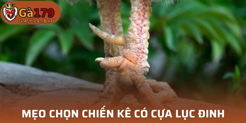 Mẹo chọn gà có cựa Lục Đinh