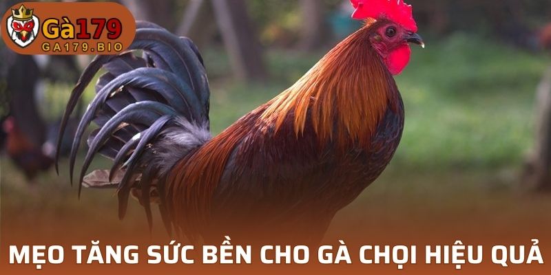 Mẹo tăng sức bền cho gà chọi hiệu quả