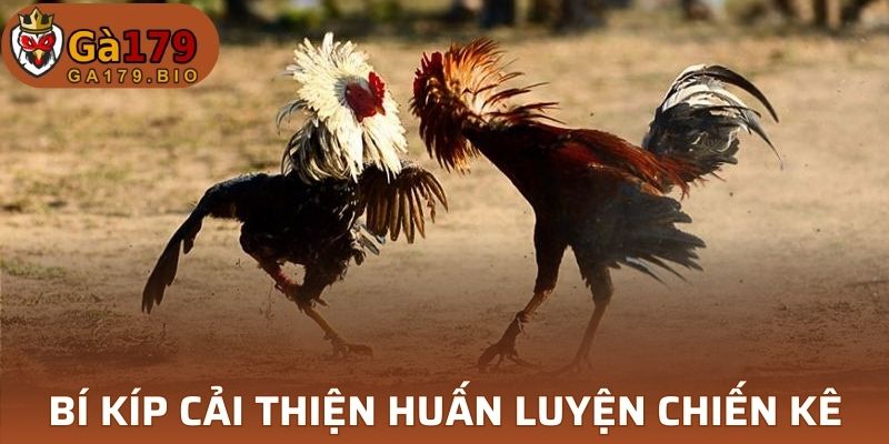 Một số mẹo giúp huấn luyện gà tốt hơn