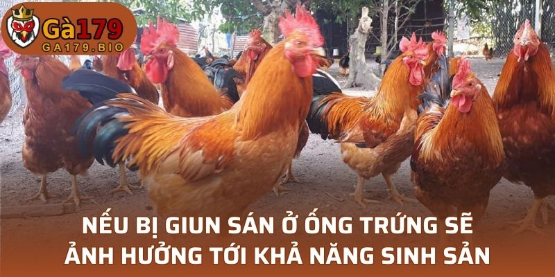 Nếu bị giun sán ở ống trứng sẽ ảnh hưởng tới khả năng sinh sản