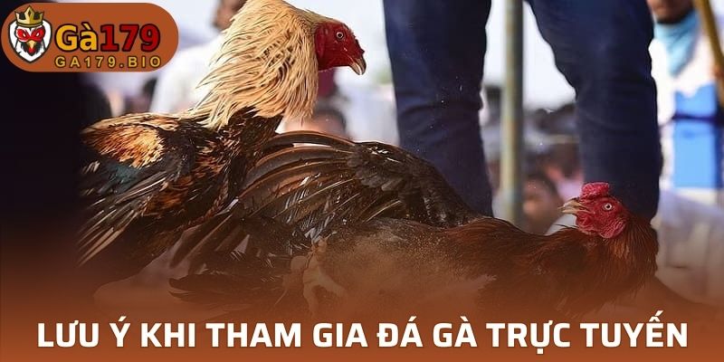 Người chơi cần phải lưu ý gì khi tham gia đá gà?