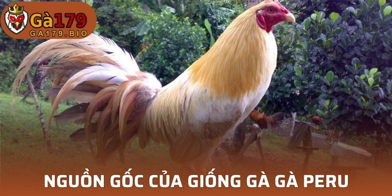 Nguồn gốc gà Peru