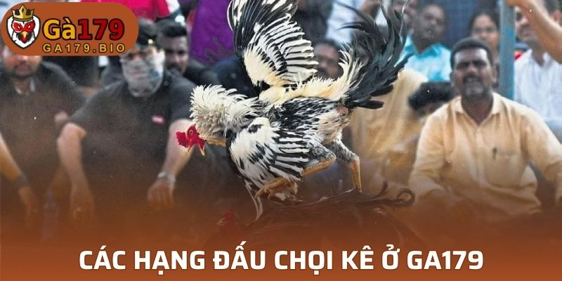 Những hạng chọi kê được ưa chuộng bậc nhất