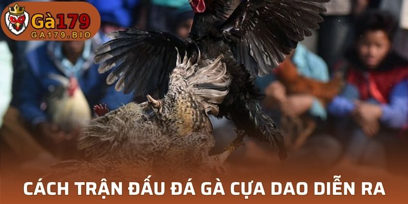 Nơi đá gà cựa dao diễn ra