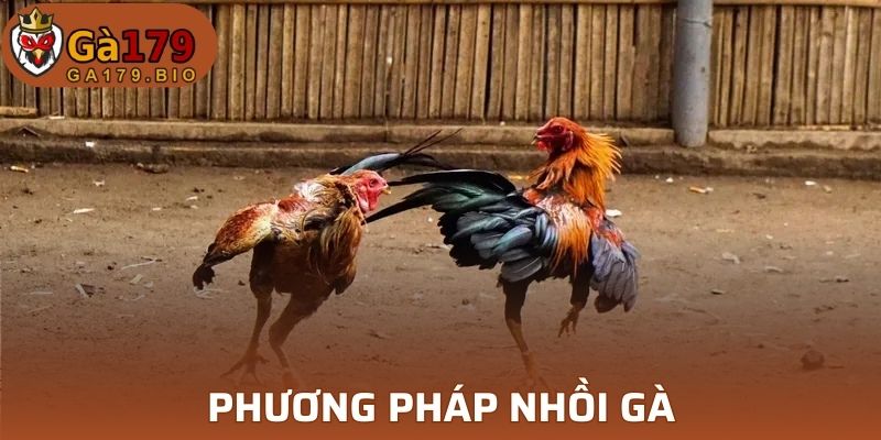 Phương pháp nhồi gà
