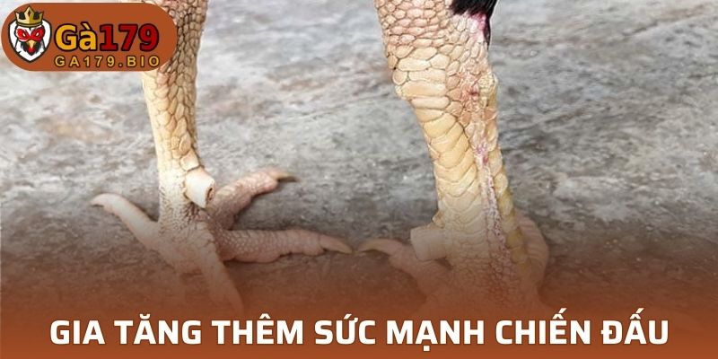 Quá trình gắn vũ khí vào chân chiến kê