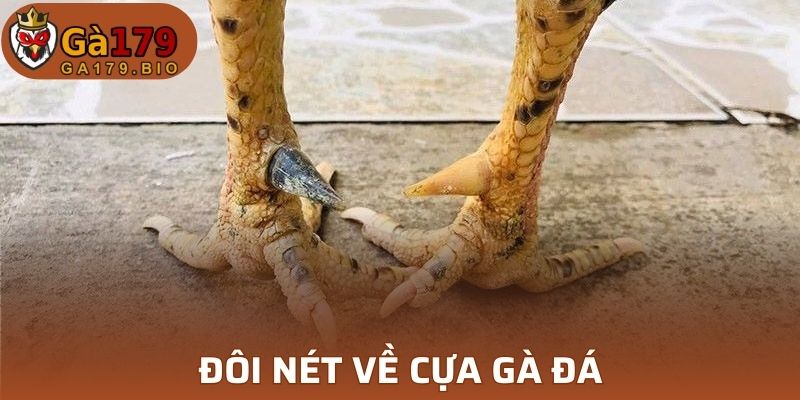 Sơ lược về cựa gà đá