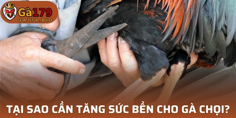 Tại sao cần tăng sức bền cho gà chọi?