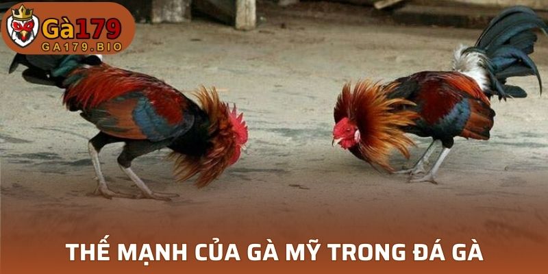 Thế mạnh của gà Mỹ