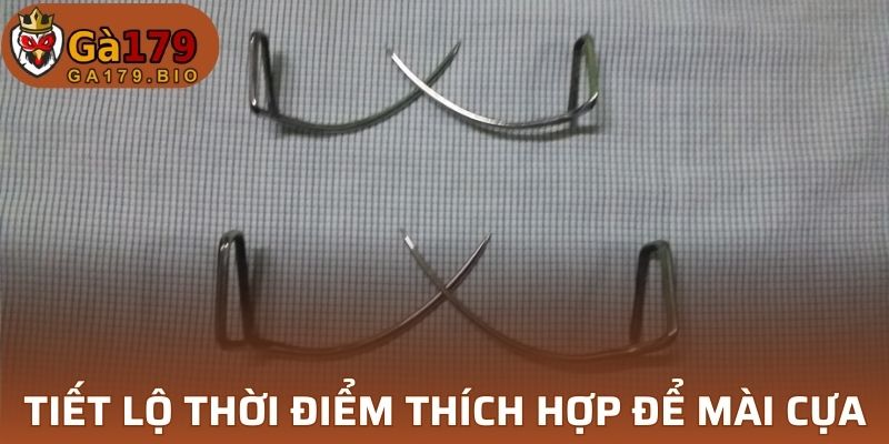 Thời gian để mài cựa tốt khi thi đấu