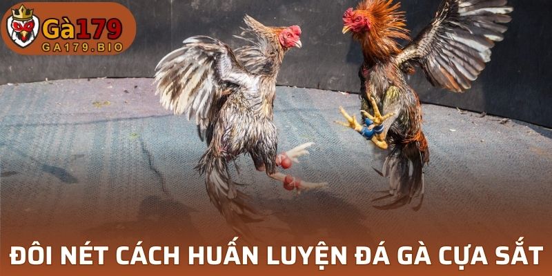 Thông tin về cách huấn luyện gà tại GA179