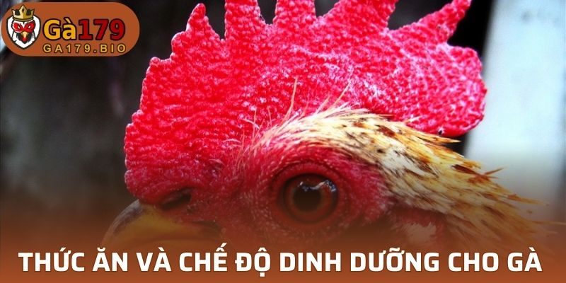 Thức ăn và chế độ dinh dưỡng cho gà dẻo dai