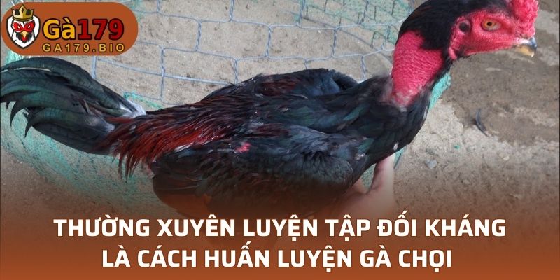 Thường xuyên luyện tập đối kháng là cách huấn luyện gà chọi