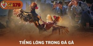 Tiếng Lóng Trong Đá Gà
