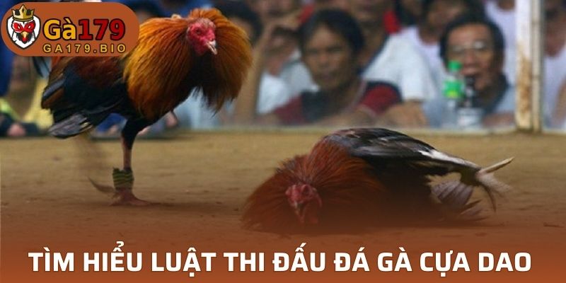 Tìm hiểu luật đá gà cựa dao