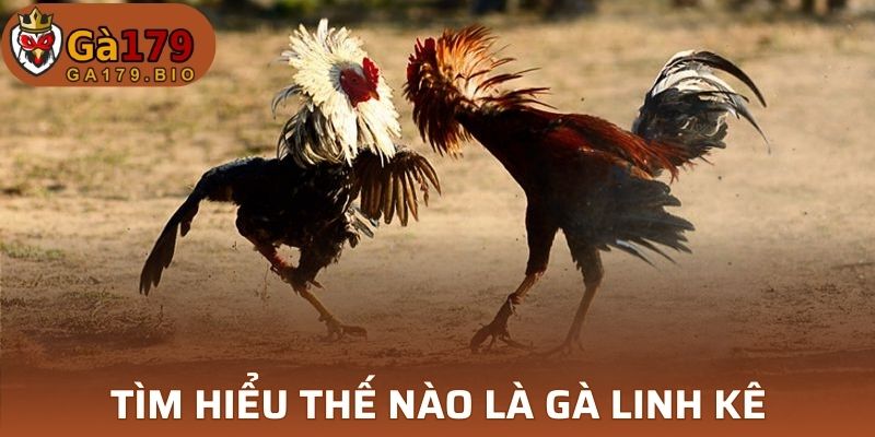 Tìm hiểu thế nào là gà Linh kê