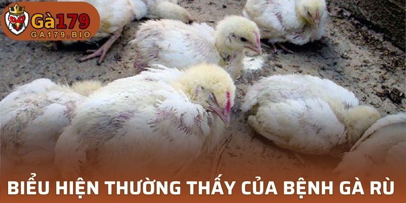 Triệu chứng bệnh gà rù