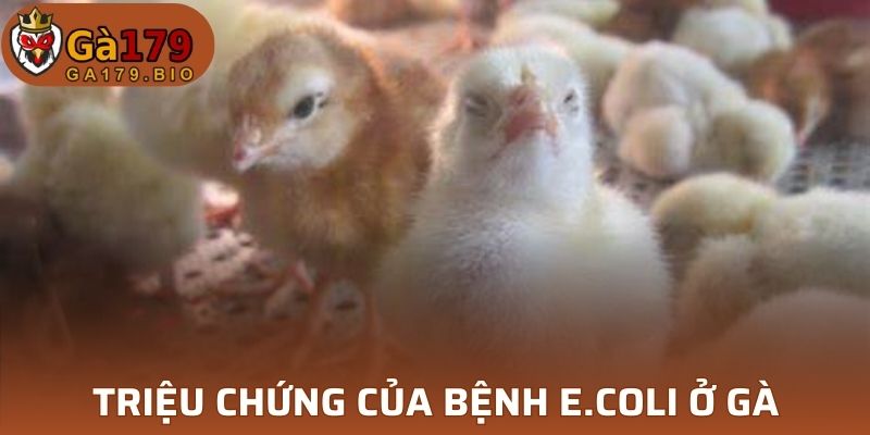 Triệu chứng bệnh E.coli