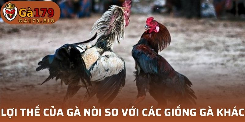 Ưu điểm của gà Nòi