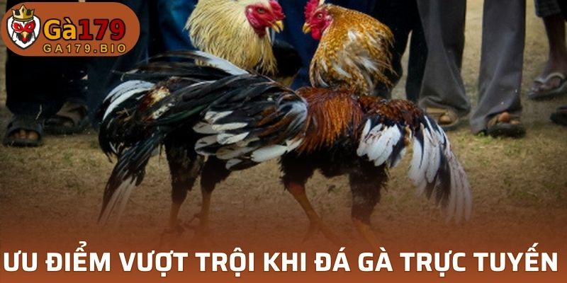 Ưu điểm vượt trội khi tham gia đá gà trực tuyến