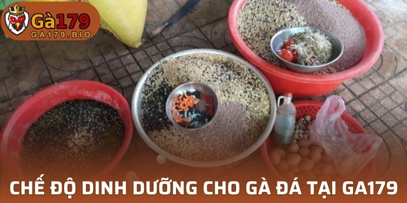 Vai trò quan trọng của chế độ dinh dưỡng cho gà đá