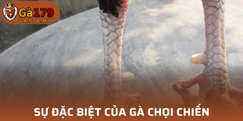 Vảy Hàm Long gà chọi chiến
