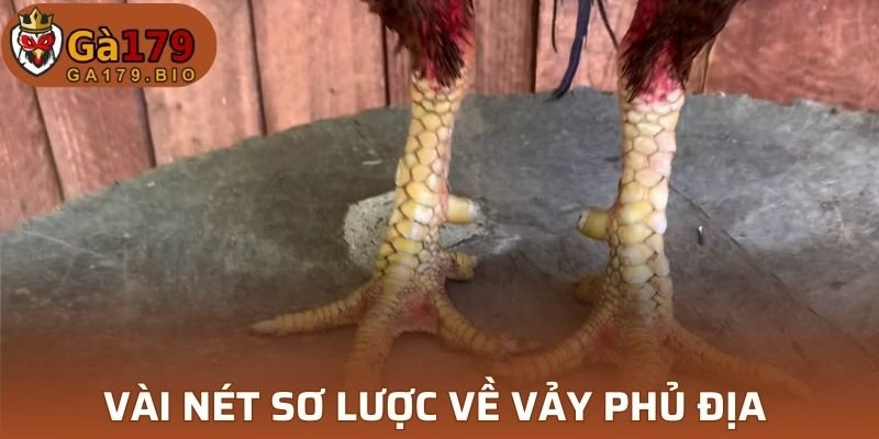 Vảy Phủ Địa được nhận định cao