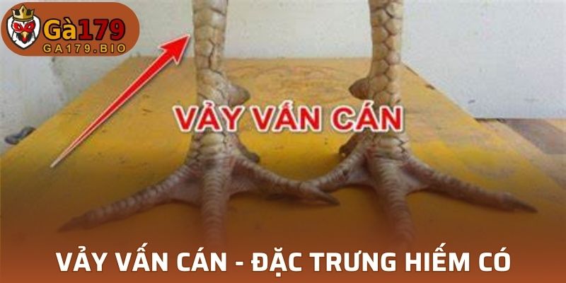Vảy Vấn Cán